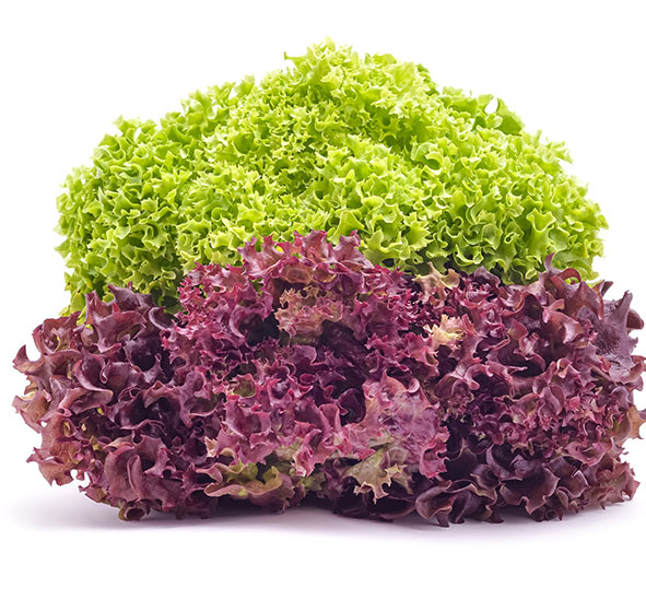 Lettuce Mix