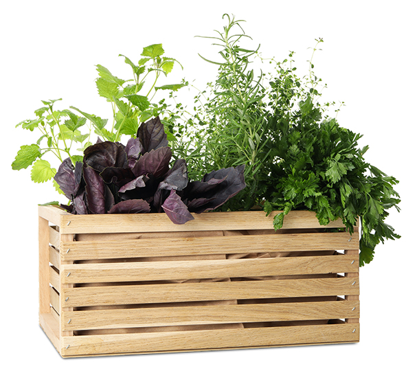 Mighty Basil Box